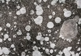 limpieza de alfombras Las Palmas